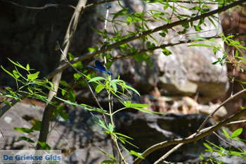 Bij de bronnen van Karavas | Kythira | Foto 22 - Foto van https://www.grieksegids.nl/fotos/eiland-kythira/bronnen-karavas/normaal/bronnen-karavas-022.jpg