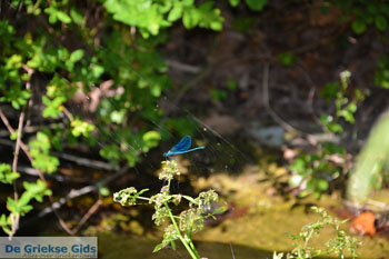 Bij de bronnen van Karavas | Kythira | Foto 27 - Foto van https://www.grieksegids.nl/fotos/eiland-kythira/bronnen-karavas/normaal/bronnen-karavas-027.jpg