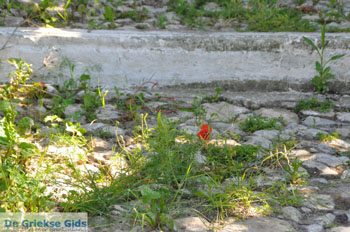 Karavas Kythira | Griekenland 15 - Foto van https://www.grieksegids.nl/fotos/eiland-kythira/karavas/normaal/karavas-kythira-015.jpg