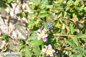 Karavas Kythira | Griekenland 18 - Foto van https://www.grieksegids.nl/fotos/eiland-kythira/karavas/normaal/karavas-kythira-018.jpg