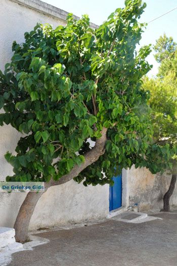 Kythira stad (Chora) | Griekenland 27 - Foto van https://www.grieksegids.nl/fotos/eiland-kythira/kythira-stad/normaal/kythira-stad-chora-027.jpg