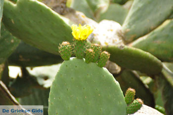 Ano en Kato Livadi Kythira | Griekenland | Foto 11 - Foto van https://www.grieksegids.nl/fotos/eiland-kythira/livadi/normaal/livadi-kythira-011.jpg