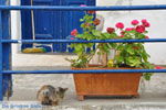 Mylopotamos Kythira | Griekenland 5 - Foto van De Griekse Gids