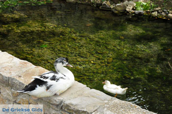 Mylopotamos Kythira | Griekenland 16 - Foto van https://www.grieksegids.nl/fotos/eiland-kythira/mylopotamos/normaal/mylopotamos-kythira-016.jpg