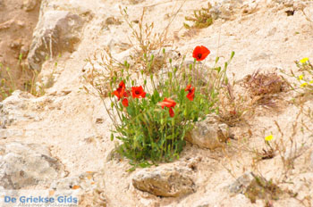 Paliochora Kythira | Griekenland 19 - Foto van https://www.grieksegids.nl/fotos/eiland-kythira/paliochora/normaal/paliochora-kythira-019.jpg