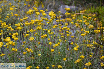 Sempre Viva Paliochora Kythira | Griekenland 27 - Foto van https://www.grieksegids.nl/fotos/eiland-kythira/paliochora/normaal/paliochora-kythira-027.jpg