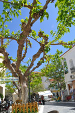 GriechenlandWeb.de Andros-Stadt (Chora) | GriechenlandWeb.de | Foto 078 - Foto GriechenlandWeb.de