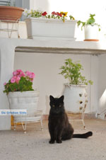 GriechenlandWeb.de Stenies | Insel Andros | GriechenlandWeb.de foto 10 - Foto GriechenlandWeb.de