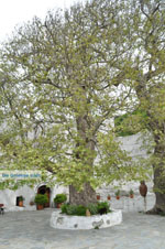 GriechenlandWeb.de Panachrantou Klooster | Insel Andros | GriechenlandWeb.de | Foto 18 - Foto GriechenlandWeb.de