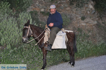 Man op paardje bij Batsi | Eiland Andros | De Griekse Gids | Foto 4 - Foto van https://www.grieksegids.nl/fotos/eilandandros/andros-mid/eiland-andros-007.jpg