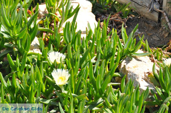 Andros-stad (Chora) | De Griekse Gids | Foto 059 - Foto van https://www.grieksegids.nl/fotos/eilandandros/andros-mid/eiland-andros-066.jpg