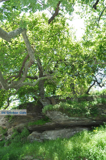 Bronnen Menites | Eiland Andros | De Griekse Gids Foto 006 - Foto van https://www.grieksegids.nl/fotos/eilandandros/andros-mid/eiland-andros-103.jpg