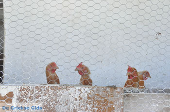 Stenies | Eiland Andros | De Griekse Gids foto 3 - Foto van https://www.grieksegids.nl/fotos/eilandandros/andros-mid/eiland-andros-124.jpg