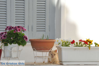 Stenies | Eiland Andros | De Griekse Gids foto 9 - Foto van https://www.grieksegids.nl/fotos/eilandandros/andros-mid/eiland-andros-130.jpg