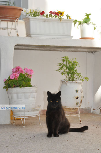 Stenies | Eiland Andros | De Griekse Gids foto 10 - Foto van https://www.grieksegids.nl/fotos/eilandandros/andros-mid/eiland-andros-131.jpg