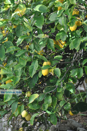 Stenies | Eiland Andros | De Griekse Gids foto 14 - Foto van https://www.grieksegids.nl/fotos/eilandandros/andros-mid/eiland-andros-135.jpg