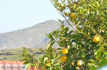 Stenies | Eiland Andros | De Griekse Gids foto 15 - Foto van https://www.grieksegids.nl/fotos/eilandandros/andros-mid/eiland-andros-136.jpg