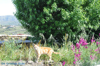 Stenies | Eiland Andros | De Griekse Gids foto 16 - Foto van https://www.grieksegids.nl/fotos/eilandandros/andros-mid/eiland-andros-137.jpg