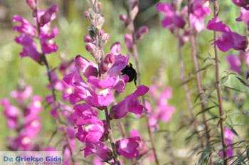 Stenies | Eiland Andros | De Griekse Gids foto 17 - Foto van https://www.grieksegids.nl/fotos/eilandandros/andros-mid/eiland-andros-138.jpg