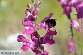Stenies | Eiland Andros | De Griekse Gids foto 18 - Foto van https://www.grieksegids.nl/fotos/eilandandros/andros-mid/eiland-andros-139.jpg
