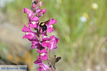 Stenies | Eiland Andros | De Griekse Gids foto 19 - Foto van https://www.grieksegids.nl/fotos/eilandandros/andros-mid/eiland-andros-140.jpg