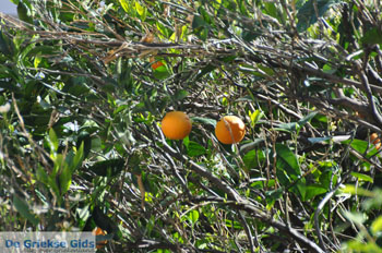 Stenies | Eiland Andros | De Griekse Gids foto 22 - Foto van https://www.grieksegids.nl/fotos/eilandandros/andros-mid/eiland-andros-143.jpg