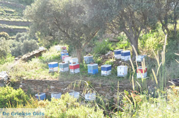 Stenies | Eiland Andros | De Griekse Gids foto 26 - Foto van https://www.grieksegids.nl/fotos/eilandandros/andros-mid/eiland-andros-147.jpg