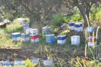 Stenies | Eiland Andros | De Griekse Gids foto 27 - Foto van https://www.grieksegids.nl/fotos/eilandandros/andros-mid/eiland-andros-148.jpg