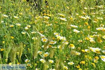 Stenies | Eiland Andros | De Griekse Gids foto 28 - Foto van https://www.grieksegids.nl/fotos/eilandandros/andros-mid/eiland-andros-149.jpg