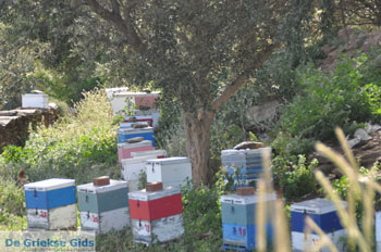 Stenies | Eiland Andros | De Griekse Gids foto 29 - Foto van https://www.grieksegids.nl/fotos/eilandandros/andros-mid/eiland-andros-150.jpg