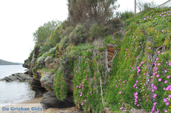 Batsi | Eiland Andros | De Griekse Gids | Foto 8 - Foto van https://www.grieksegids.nl/fotos/eilandandros/andros-mid/eiland-andros-218.jpg
