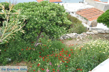 Batsi | Eiland Andros | De Griekse Gids | Foto 15 - Foto van https://www.grieksegids.nl/fotos/eilandandros/andros-mid/eiland-andros-225.jpg