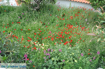 Batsi | Eiland Andros | De Griekse Gids | Foto 16 - Foto van https://www.grieksegids.nl/fotos/eilandandros/andros-mid/eiland-andros-226.jpg