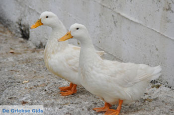 Batsi | Eiland Andros | De Griekse Gids | Foto 18 - Foto van https://www.grieksegids.nl/fotos/eilandandros/andros-mid/eiland-andros-228.jpg