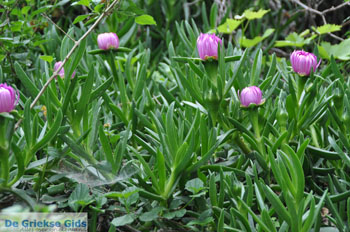 Batsi | Eiland Andros | De Griekse Gids | Foto 30 - Foto van https://www.grieksegids.nl/fotos/eilandandros/andros-mid/eiland-andros-240.jpg