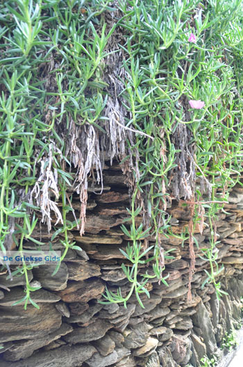 Batsi | Eiland Andros | De Griekse Gids | Foto 31 - Foto van https://www.grieksegids.nl/fotos/eilandandros/andros-mid/eiland-andros-241.jpg