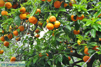 Batsi | Eiland Andros | De Griekse Gids | Foto 34 - Foto van https://www.grieksegids.nl/fotos/eilandandros/andros-mid/eiland-andros-244.jpg