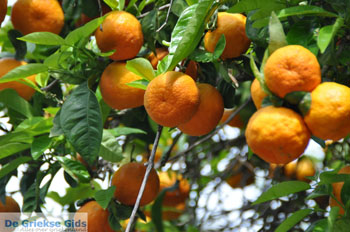 Batsi | Eiland Andros | De Griekse Gids | Foto 35 - Foto van https://www.grieksegids.nl/fotos/eilandandros/andros-mid/eiland-andros-245.jpg