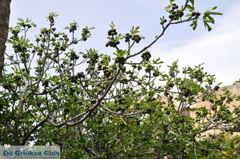 Batsi | Eiland Andros | De Griekse Gids | Foto 39 - Foto van https://www.grieksegids.nl/fotos/eilandandros/andros-mid/eiland-andros-249.jpg