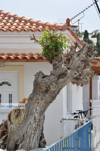 Batsi | Eiland Andros | De Griekse Gids | Foto 46 - Foto van https://www.grieksegids.nl/fotos/eilandandros/andros-mid/eiland-andros-256.jpg