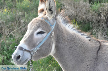 Ezel op Andros | Eiland Andros | De Griekse Gids foto 1 - Foto van https://www.grieksegids.nl/fotos/eilandandros/andros-mid/eiland-andros-359.jpg