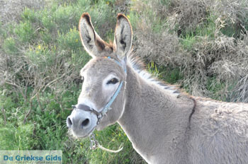 Ezel op Andros | Eiland Andros | De Griekse Gids foto 2 - Foto van https://www.grieksegids.nl/fotos/eilandandros/andros-mid/eiland-andros-360.jpg