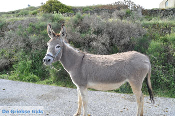 Ezel op Andros | Eiland Andros | De Griekse Gids foto 3 - Foto van https://www.grieksegids.nl/fotos/eilandandros/andros-mid/eiland-andros-361.jpg