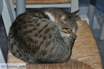 Andros-stad (Chora) | De Griekse Gids | Foto 160 - Foto van https://www.grieksegids.nl/fotos/eilandandros/andros-mid/eiland-andros-399.jpg