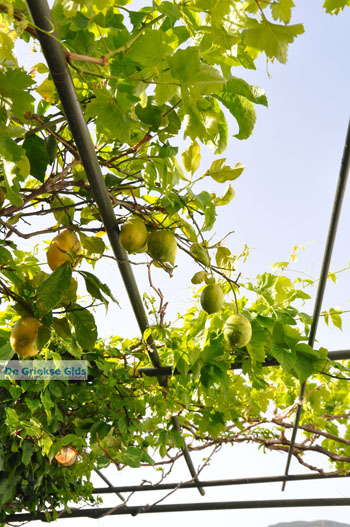 Appartementen Myrtho op eiland Andros | De Griekse Gids foto 8 - Foto van https://www.grieksegids.nl/fotos/eilandandros/andros-mid/eiland-andros-410.jpg