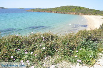 Strand Kypri (Golden Beach) bij Batsi | Eiland Andros | De Griekse Gids foto 004 - Foto van https://www.grieksegids.nl/fotos/eilandandros/andros-mid/eiland-andros-439.jpg