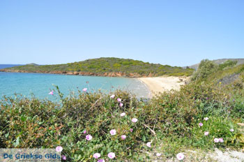 Strand Kypri (Golden Beach) Batsi | Insel Andros | GriechenlandWeb.de foto 005 - Foto von GriechenlandWeb.de