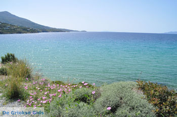 Strand Kypri (Golden Beach) bij Batsi | Eiland Andros | De Griekse Gids foto 007 - Foto van https://www.grieksegids.nl/fotos/eilandandros/andros-mid/eiland-andros-442.jpg