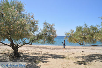 Strand Fellos bij Gavrio | Eiland Andros | De Griekse Gids | Foto 1 - Foto van https://www.grieksegids.nl/fotos/eilandandros/andros-mid/eiland-andros-478.jpg