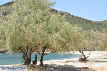 Strand Fellos bij Gavrio | Eiland Andros | De Griekse Gids | Foto 11 - Foto van https://www.grieksegids.nl/fotos/eilandandros/andros-mid/eiland-andros-488.jpg